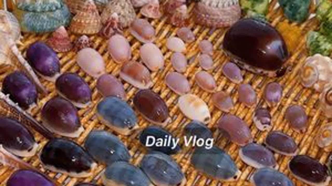 贝壳清洗 这期是涠洲岛的部分品种，草酸洗贝壳要注意在通风处操作，切勿接触皮肤，最好带上口罩护目镜，同款草酸务必稀释再用！依旧1:1兑水使用！