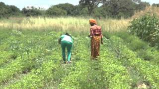 Zambian Farmer Reaps Big From Conservation Agriculture