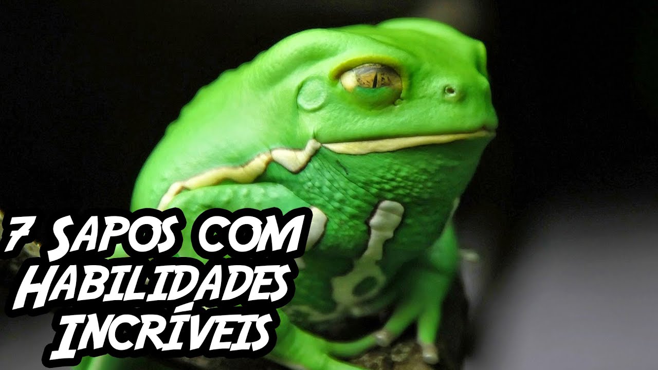 7 Sapos com Habilidades Incríveis