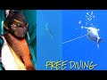 Spearfishing romblon Philippines (PASABO) hold breath less than two minutes, free diving.