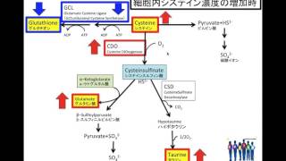 自閉症スペクトラム回復への遺伝子栄養療法：システイン・グルタチオン・タウリン