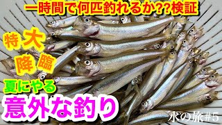 【ジャンボワカサギ登場】夏のワカサギは一時間でどれくらい釣れるのか？エサなしの仕掛けで検証【水の旅＃ ５】