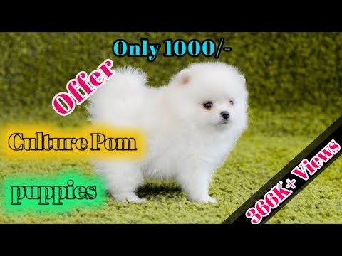 Culture pom puppy for sale - YouTube