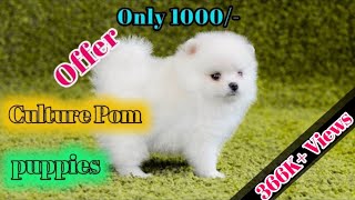 culture pom dog price