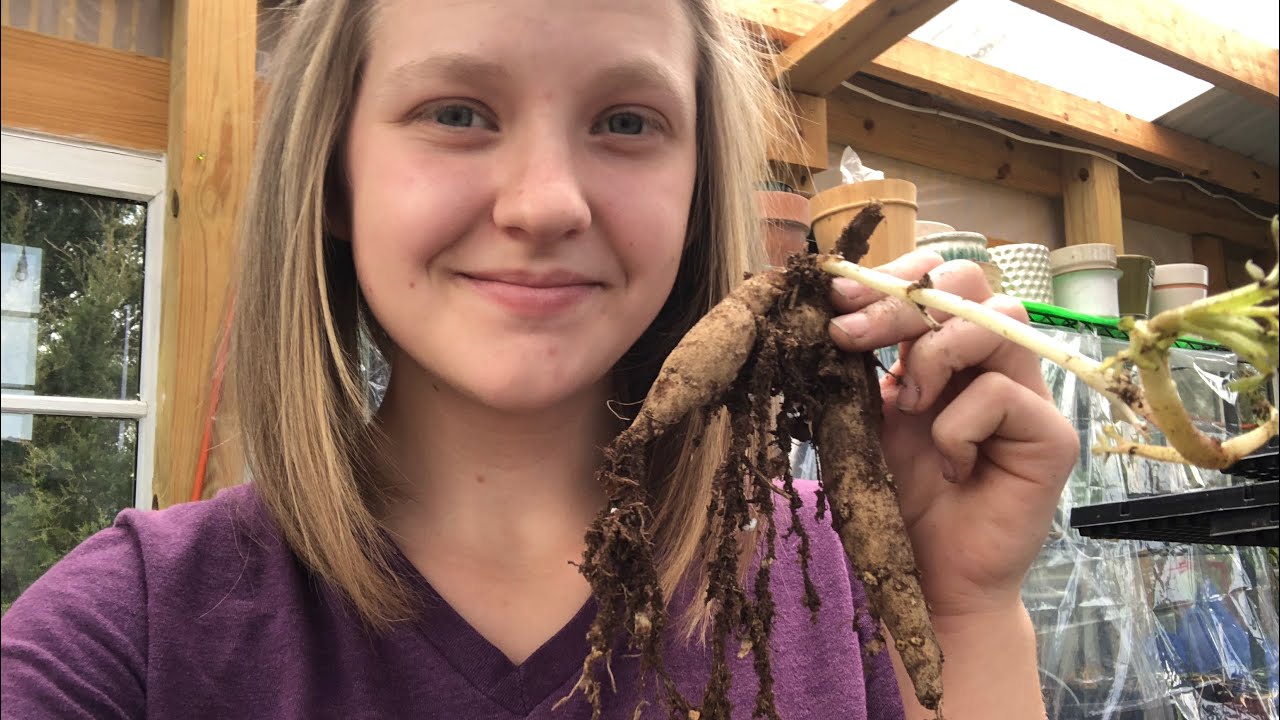 Difference Between Bulbs, Tubers, and Corms II Farm and Garden with Hannah YouTube
