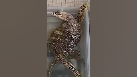 #varanus #monitorlizard #watermonitor
