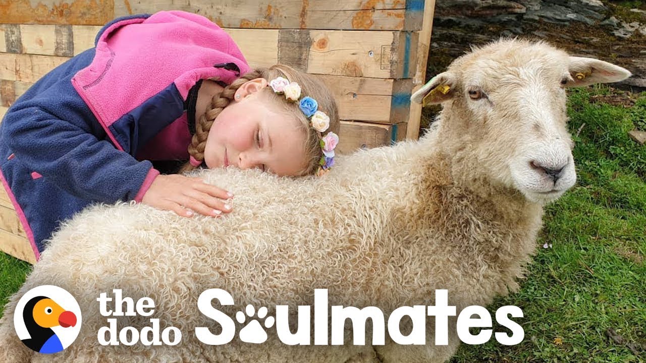 Girl And Her Sheep Have The Most Perfect Friendship | The Dodo