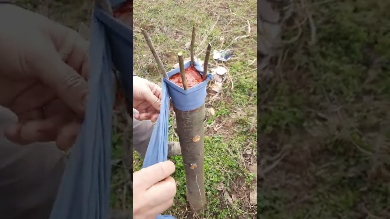 Ağaçlarda aşı nasıl yapılır. Bitkilerde eşeysiz üreme(çelikle)