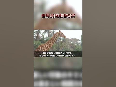 世界最強動物ランキング YouTube