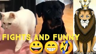 Tik tok Cats  and Dogs Funny Fight Compilation Cute Cats | Angry Cats Videos | Tik tok youth