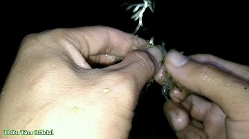 Cắm câu cá lóc đồng | Cắm câu cá lóc bằng mồi trùn | Cắm câu đêm | Thiêu Tâm Official