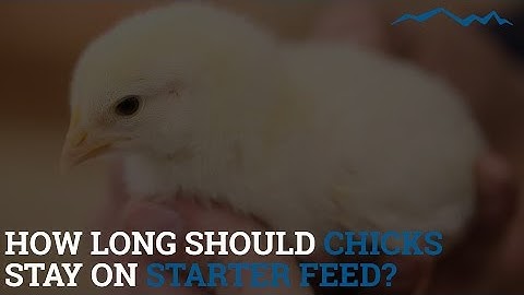 How long should chicks stay on starter feed?