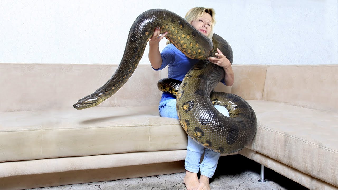 GIANT ANACONDA!...Meet Anaconda Named Medusa - YouTube