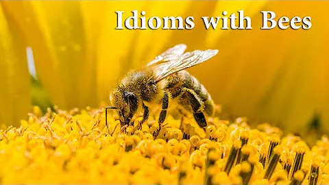 Idioms Connected with Bees