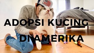 Adopsi kucing di amerika #kucing #cat #adopsikucing