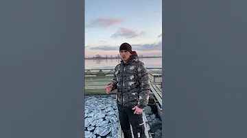 Почему осетра не кормят всю зиму в естественных водоёмах? #иваносетр