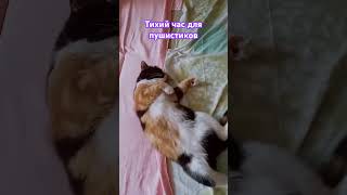 Пушистики отдыхают 🐈 🐱👌