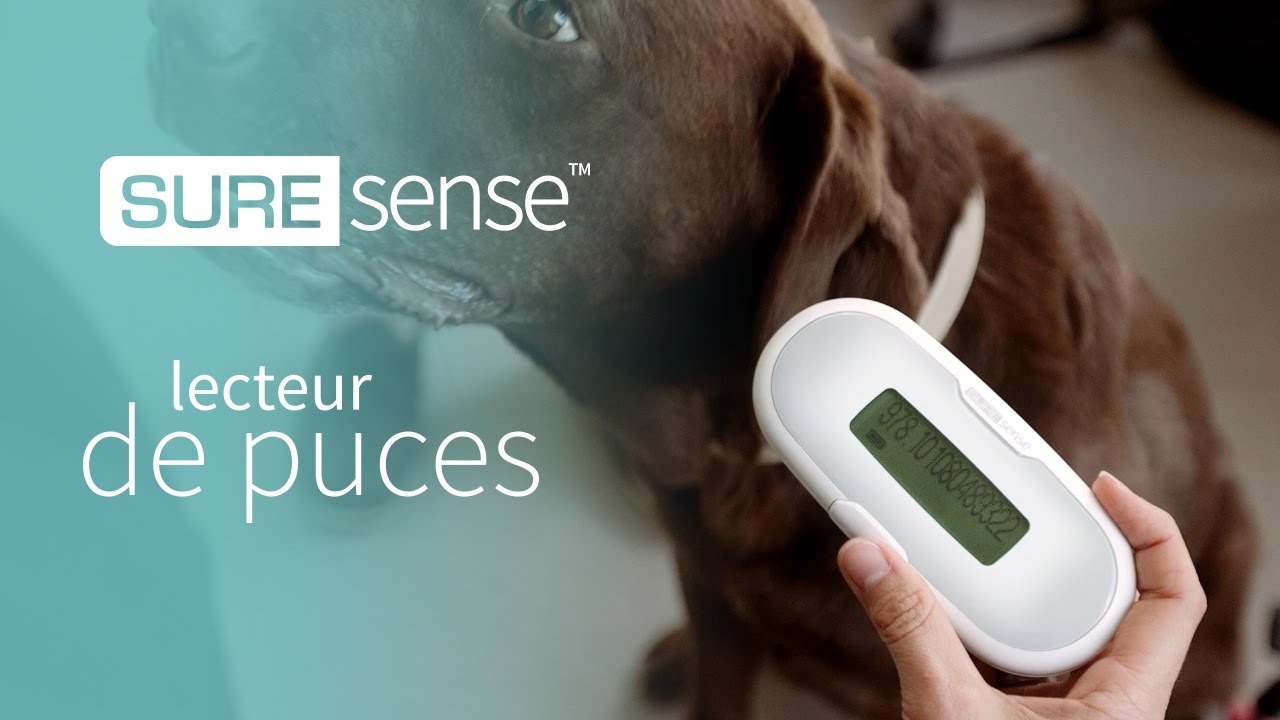 Le Lecteur Suresense Youtube Le Lecteur Suresense Youtube