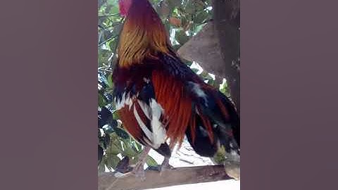 noob qaib txaij dib tuaj zoo heev tso tau nyuam muag lawm 2018