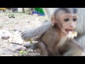 Life of monkeys Ep95,life of poor baby monkey,baby monkey with mom,baby ...