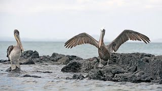 WATCH Shrinking pelican breeding grounds restored after BP oil spill