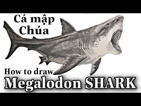 Cách Vẽ Cá Mập Megalodon | How To Draw Megalodon Shark - Youtube