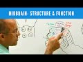 Midbrain - Structure & Function - Neuroanatomy