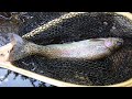 【渓流ルアー】下手くそが釣れた…だと？　ただ やらかしました…【北海道】