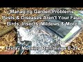 The Big Managing Garden Pests and Diseases Episode & Wetting Leaves Myth: FM Garden Ramblings  E-27