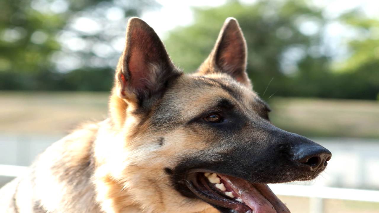 German Shepherd Dog Tick Prevention YouTube