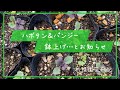 ハボタン＆パンジーのポット上げ…とお知らせ／札幌園芸日記
