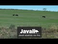Caçada de javali - Javali abatido no frio - Wild Boar Hunt