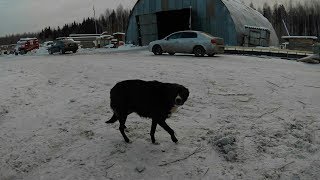 Кончается год собаки - собак в расход? Кончается год собаки - собак в расход?