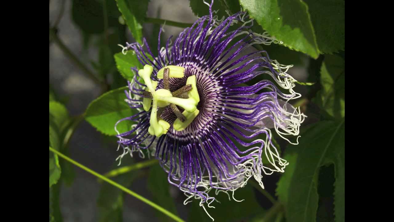 India.Arie "Beautiful Flower" YouTube