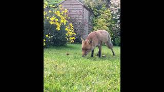 WILD FOX ZOOMIES