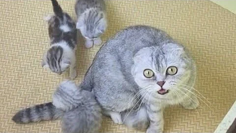 ¿Reconocen los padres gatos a sus gatitos?