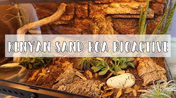 Kenyan Sand Boa Bioactive Enclosure Setup// Biodude Bioactive Substrate