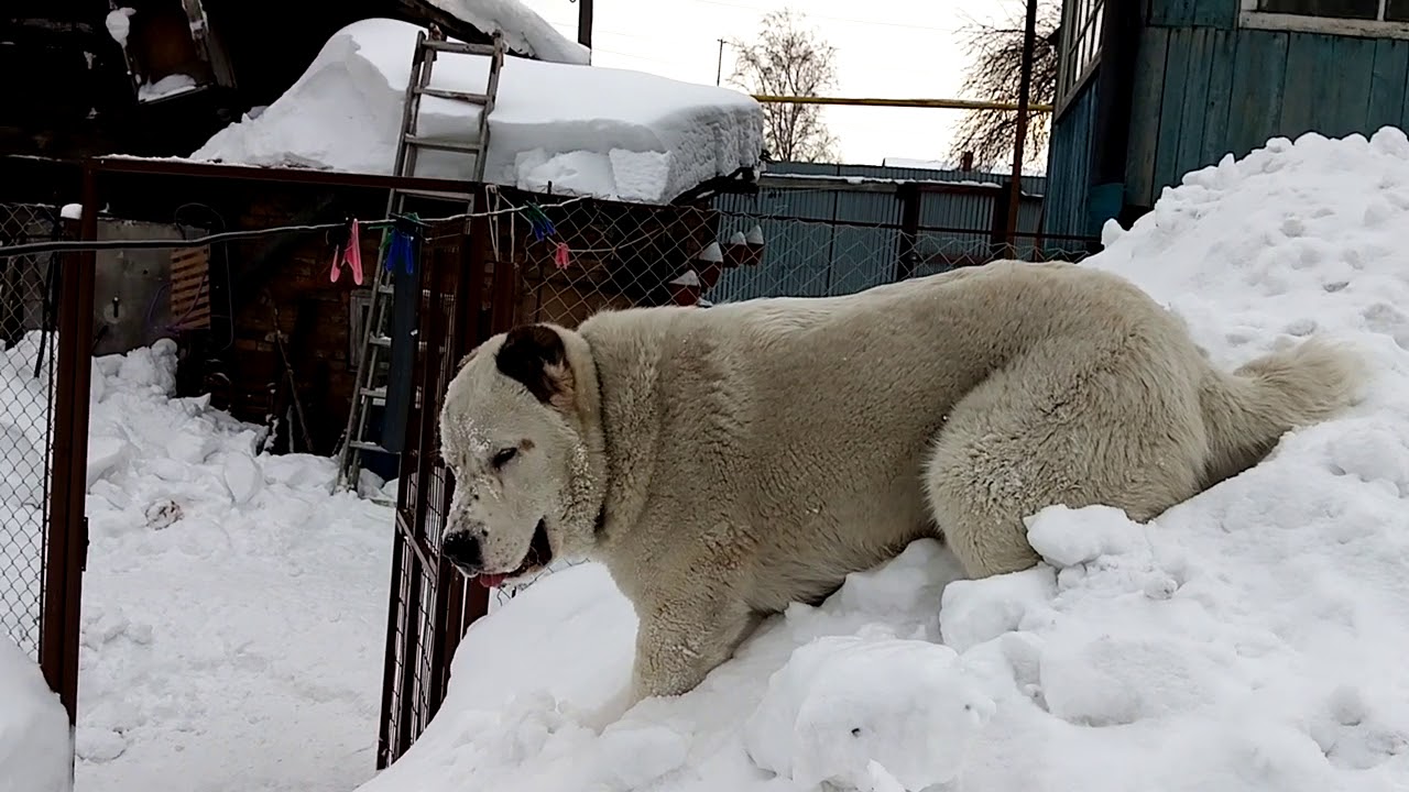Лада гуляет голышом