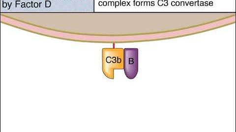 The Alternative Pathway of Complement Activation