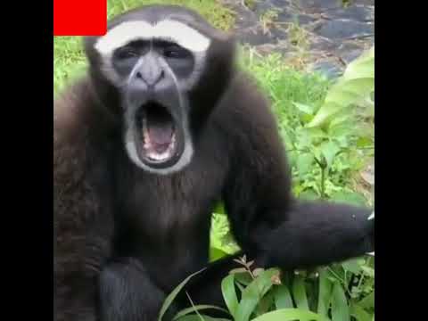 قرد يضحك على راجل ضحكة واعرة حلوة