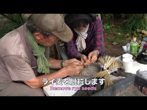 菜園だより231106サツマイモ収穫・ライ麦種まき