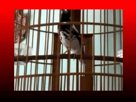 kicau-mania-|-suara-burung-anis-merah-azzuro-|-teler-doyong-gacor-asli