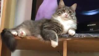 テレビ前を占拠する猫 ノルウェージャンフォレストキャットTo occupy the front of the television.Norwegian Forest Cat.