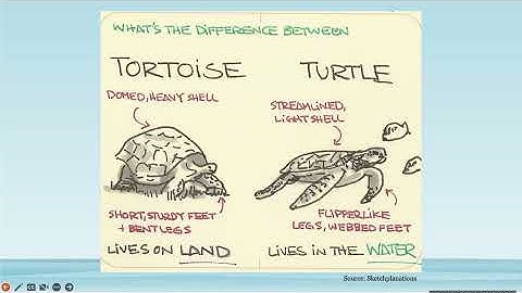 Conservation Conversations: Wednesday, October 12, 2022. "The Gopher Tortoise."