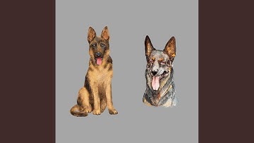 Charming Backdrops for Relaxing Your Pooches