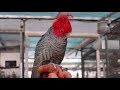 ALL DIFFERENT TYPES OF PARROTS | Gang Gang Cockatoos! Major Mitchell Cockatoos!