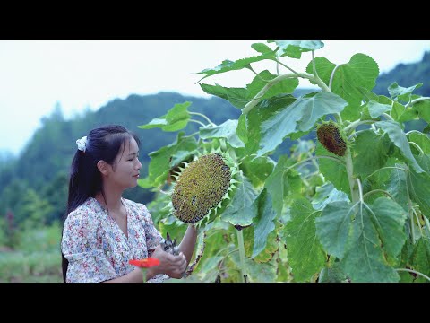 Video: Artichoke Yerusalem - Bunga Matahari Berair