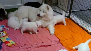 Vasko & Lexie puppies ~ 3 weeks old by Savko Memories Kennel 4,734 views 5 years ago 2 minutes, 5 seconds