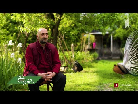 #არტიშოკი თბილისიდან გადასახლებული ისტორიკოსის ფერადი ფერმა ფშაველში