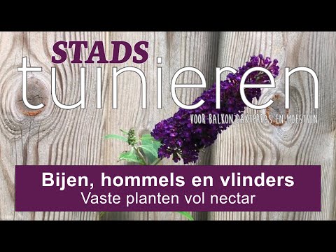 Video: Wilde Planten Vlinder-afslankcapsules - Instructies Voor Gebruik